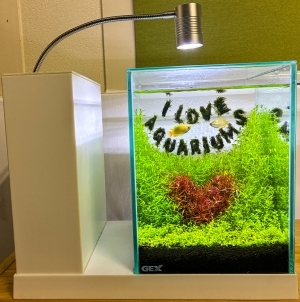 I LOVE AQUARIUMS
