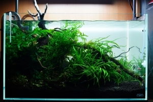 流れに生きる影の庭