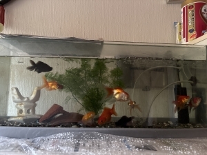 金魚とエビ