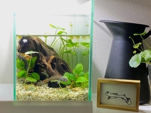 ゆらゆらかわぞこの庭