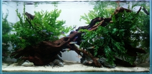 翠流
