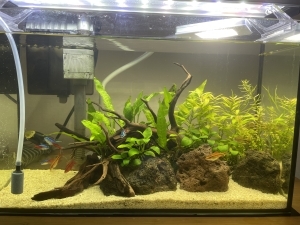 流木家族