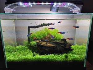 魚たちの暮らす庭