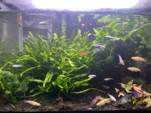 メダカの森林学校