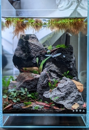 芽吹き