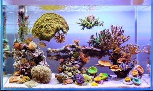 アンモナイトの夢