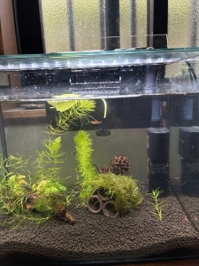 エビ楽園