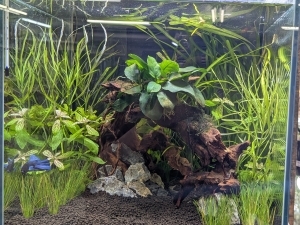 ベタ君と森