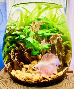 ボトルアクアβ