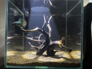 夜の砂漠