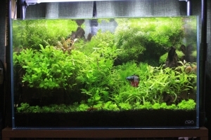 ベタと水中の森