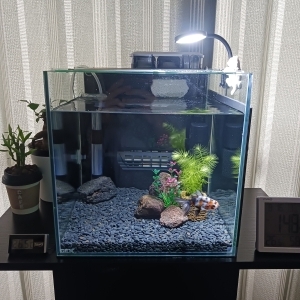 ノワール