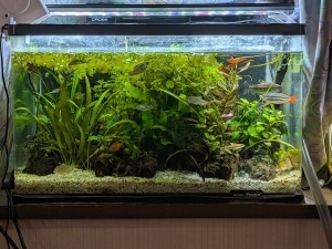 幻想百花