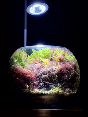 小さな海のあるくらし