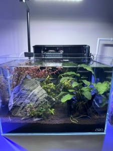 はじめての水槽
