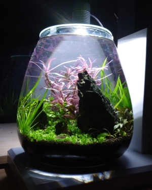 桃の園