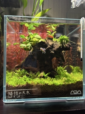 矮性な大木