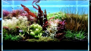 水草の宝箱