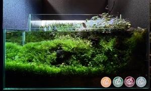 メダカのいる水辺　-釣り猫を添えて-