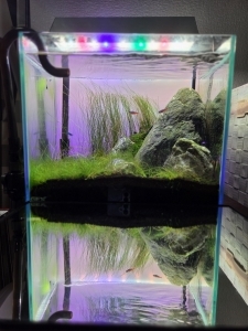 水の森