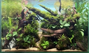 水底の森