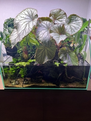 ベゴニアと原種ランが咲くテラリウム