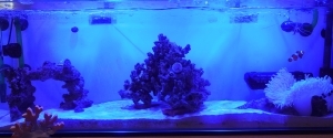 光り輝く海