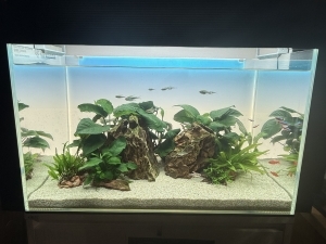 水草の孤島