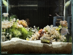30センチ私の海