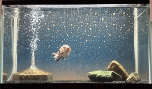 金魚、星を泳ぐ