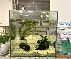 はじめてのすいそう