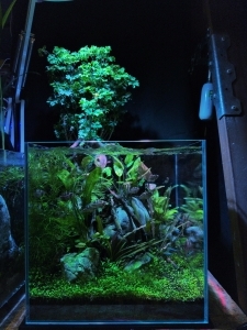 深森