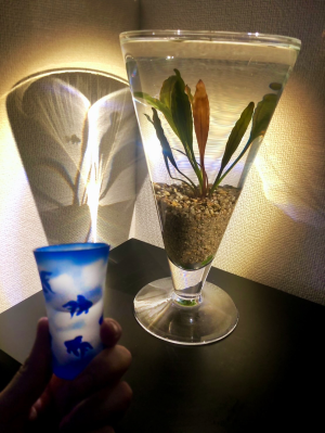 エキノドルスに乾杯