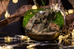 水玉