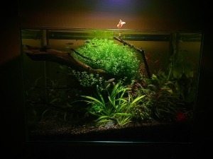 水底の灯火
