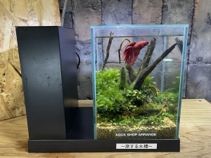 旅する水槽