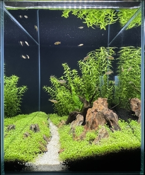 樹海の記憶