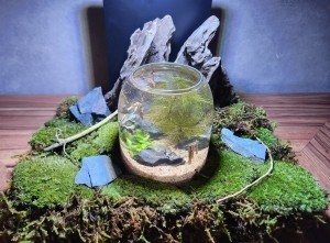 苔森の瓶