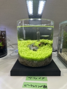 あこがれの緑のジュータン