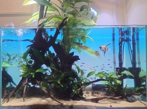 パパの水槽