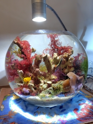 ちいさな海とウミウシ