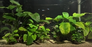 AnubiaS