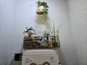 ECO、·
