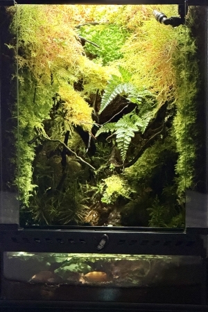 木洩れ陽の森