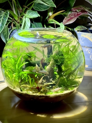 Fish Haven