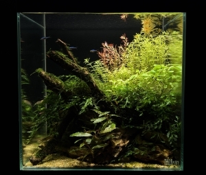 箱庭