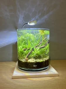 小径水景