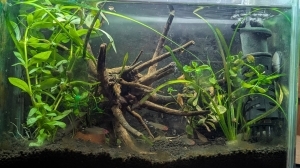 熱帯魚の森