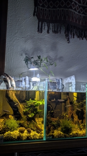 ワイルドベタ稚魚の森