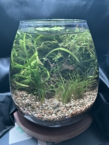 遷移